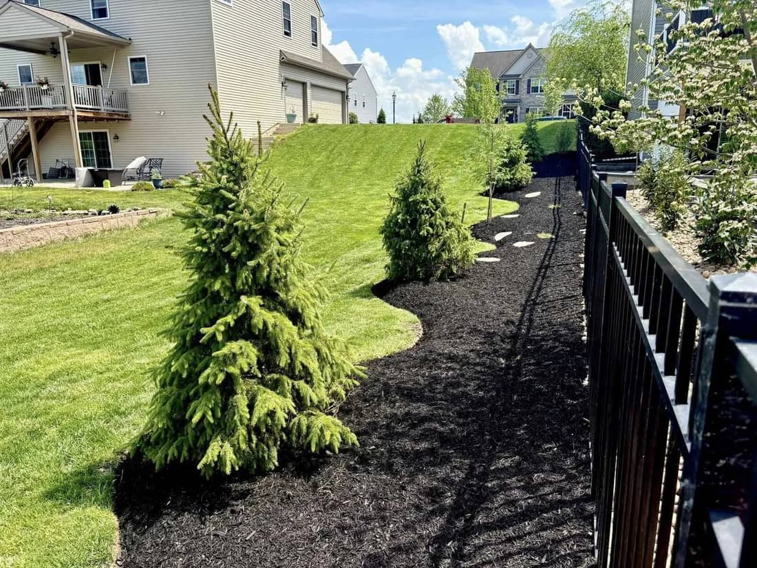 Evergreen planting bed and mulch along a fence line