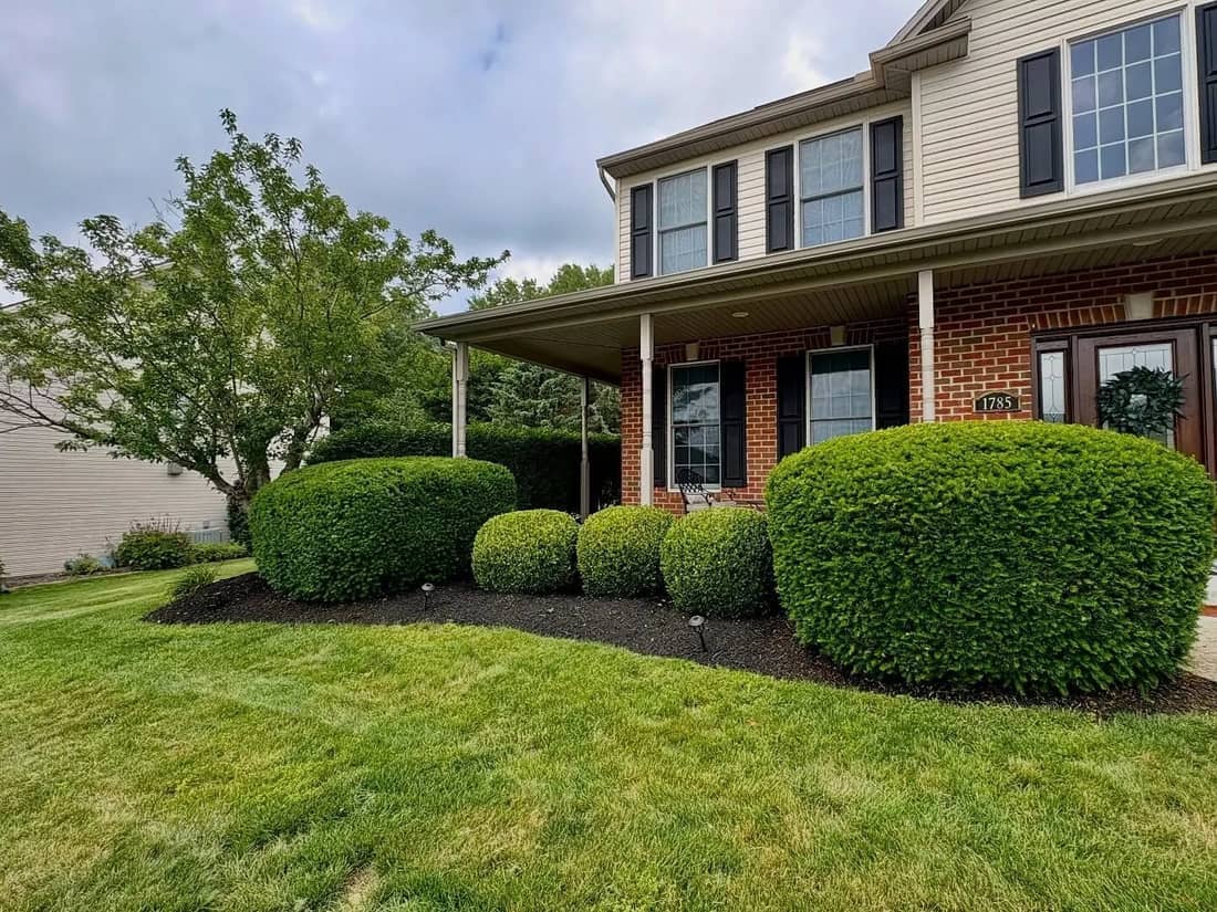 Front foundation planting with rounded shrubs, mulch, and a mowed lawn